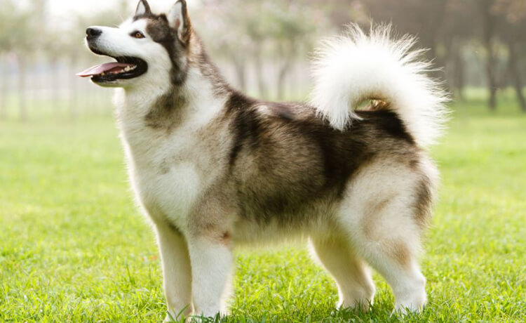 Alaskan Malamute Dog Breed